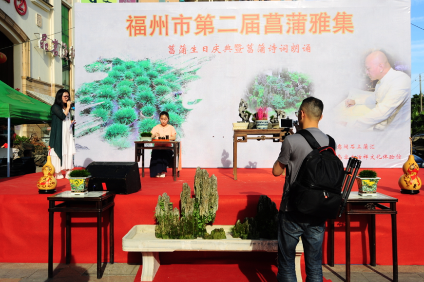 福州第二届菖蒲雅集意阔石上蒲汇举行 福州第二届菖蒲雅集意阔石上蒲汇举行